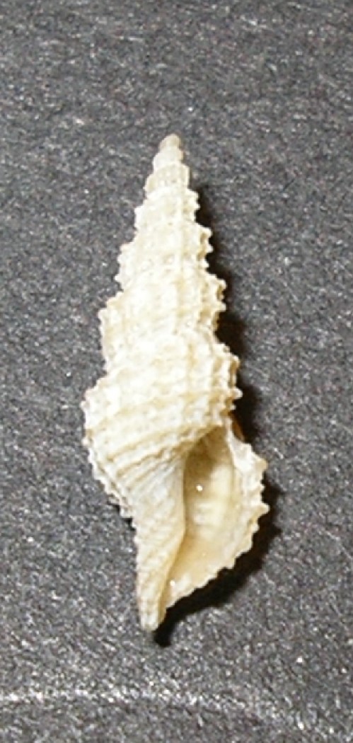 Raphitoma pseudohystrix